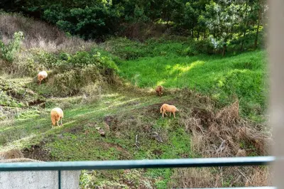a group of animals walking in a grassy field at Brisa do Caniço in Caniço