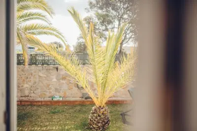 a palm tree sitting in the grass in a yard at Sunset Hideaway - a private paradies in Aljezur