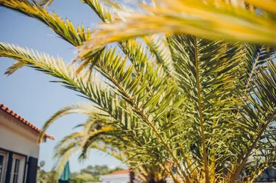 a palm tree in front of a house at Sunset Hideaway - a private paradies in Aljezur