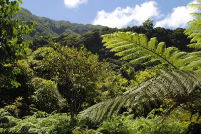 a jungle with a palm tree and mountains in the background at Loft - Villa Casa do mar in Ponta Delgada
