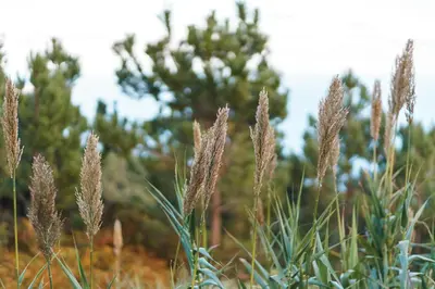 a field of tall grass with trees in the background at GuestReady - Faia House in Gaula