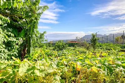 a field of crops with mountains in the background at O Miminho, a Home in Madeira in São Jorge