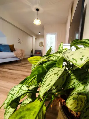 a living room with a couch and a green plant at Vitoria's Vale in Funchal