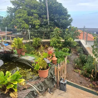 an image of a garden with a banana tree at casa2sonhos in Água de Pena