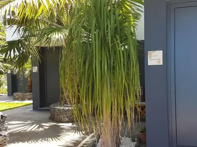 a palm tree in front of a building at Quinta Golfinho - Casa Frangipani in Arco da Calheta