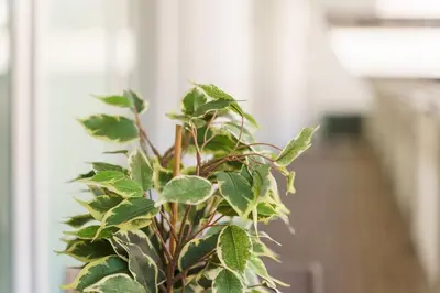 a plant with green leaves in a room at GuestReady - Premium stay in Funchal in Funchal