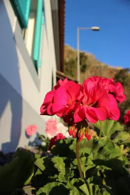 a red flower in front of a building at Aqua Sea House in Madalena do Mar