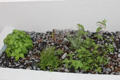a bunch of plants sitting on a pile of rocks at Aqua Sea House in Madalena do Mar