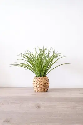 a potted plant sitting on top of a wooden table at GuestReady - Charming stay with beautiful views in Santa Cruz