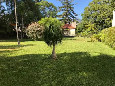 a palm tree in the middle of a green field at Apartment Funchal Wohnung mit Pool by Interhome in Funchal
