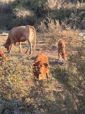 a cow and a dog grazing in a field at Casinha Menta in Carrapateira