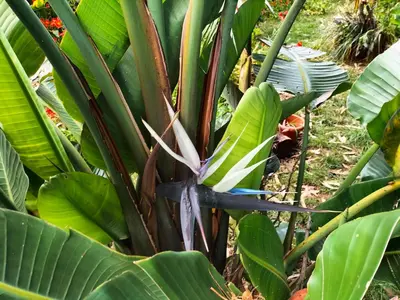 a banana tree with a flower in a garden at casa do campo in Machico
