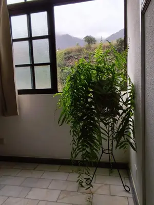 a plant sitting in a room next to a window at Narciso's House in São Vicente