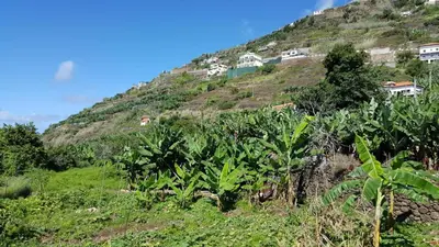 a hill with houses on top of a field of bananas at Sea View Villa in Calheta