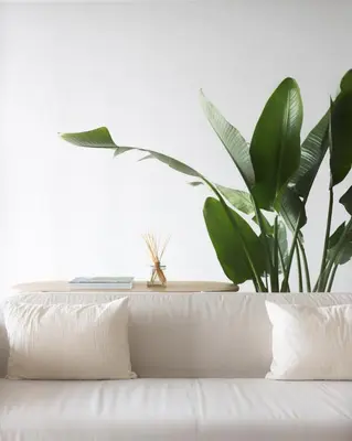 a plant sitting on top of a white couch at B View Madeira - Ocean & Bay View Apartment in Câmara de Lobos