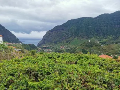 a view of a vineyard with mountains in the background at Ape T0 in São Vicente