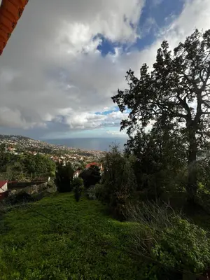 a tree sitting on top of a green hill at Casa de férias Funchal in Nossa Senhora do Monte