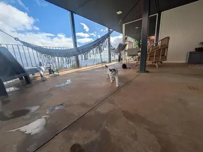a small dog standing in a room with a large window at CasAmor - Romantic Ocean View Studio in Santa Cruz