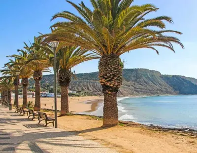 a row of palm trees on a beach with a bench at Vivenda Chagas in Luz