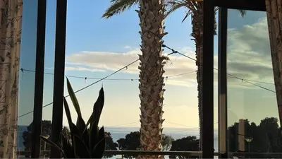 a palm tree in a room with a window at Apartamentos Amarelo in Caniçal