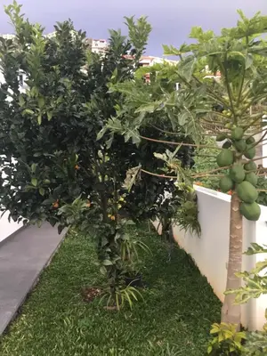 a row of fruit trees in a garden at White Studio in Câmara de Lobos