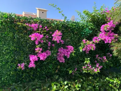 a garden with colorful flowers and plants at VILLA HELENA Pearl Apartment in Caniço