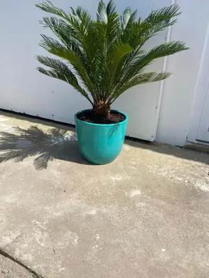 a green plant in a blue pot on a sidewalk at Aljezur Bordeira Houses 3 bedrooms 2 bathrooms with Condo Pool in Bordeira