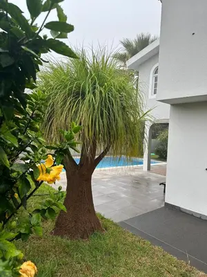 a palm tree in a yard next to a house at Villa Canhas in Canhas
