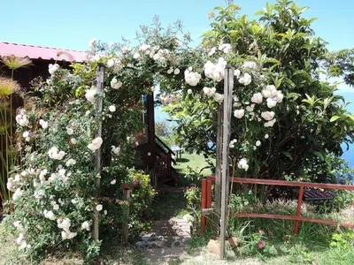 an arch covered in roses in a garden at Holiday Home in Canhas mit Schönem Garten by Interhome in Ponta do Sol