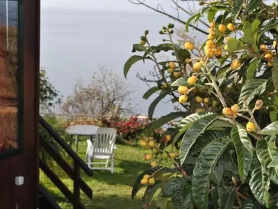 a tree with oranges on it next to a table at Holiday Home in Canhas mit Schönem Garten by Interhome in Ponta do Sol