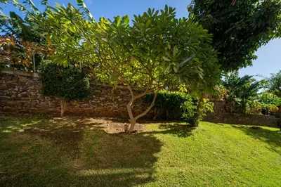 a tree in a yard next to a stone wall at White House I Apartment with Garden View in Funchal