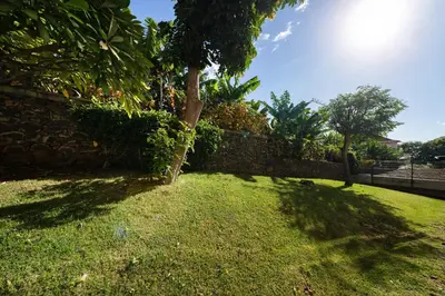 a garden with a tree and a wall at White House I Apartment with Garden View in Funchal