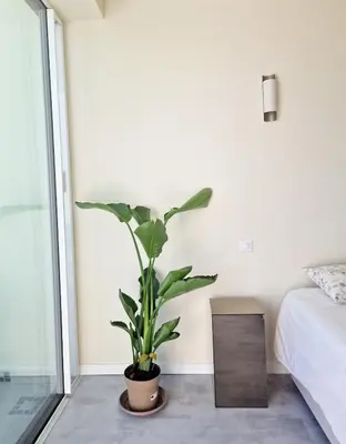 a plant in a room next to a bed at Romantic Escape - Private jacuzzi and WOW seaview in Lagos