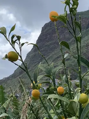 an orange tree with oranges on it in front of a mountain at Villa O Pomar with optional heated pool in Paul do Mar