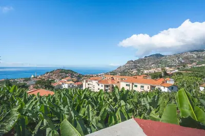 a bunch of banana plants in front of a city at Pitanga Apartment by AH in Câmara de Lobos