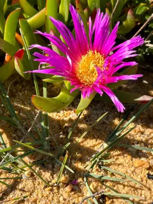 a pink flower on top of a cactus at Ocaso - Aljezur sea view stunning sunsets Arrifana in Aljezur