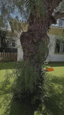a tree with ivy growing on the side of it at House Pilar close to Funchal in Funchal