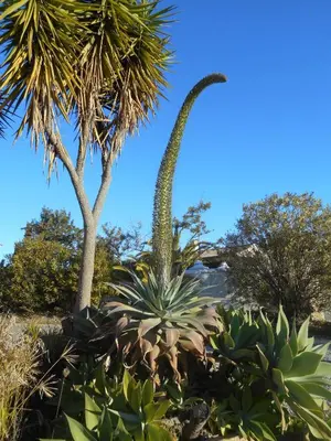 a palm tree and a large plant in a garden at Highview Villa in Lagos