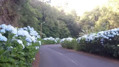 a road with blue flowers on the side of it at Casa Shalom in Faial