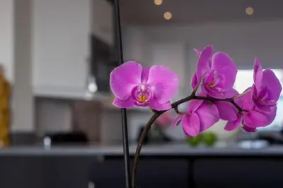 two purple flowers in a vase in a kitchen at Waterside Village in Luz