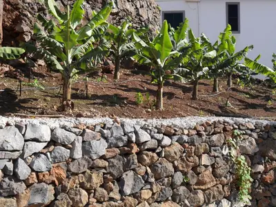 a row of trees in a stone wall at Fazenda do Sousinha in Funchal