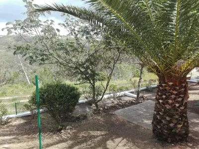 a palm tree sitting next to a road at Casa dos Pinheiros in Praia da Arrifana