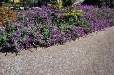 a row of purple flowers in a garden at Casa Violeta in Funchal