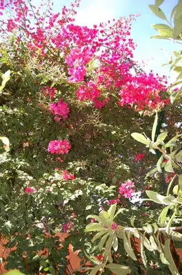 a bunch of pink flowers on a tree at Canavial I & II Apartamentos in Lagos