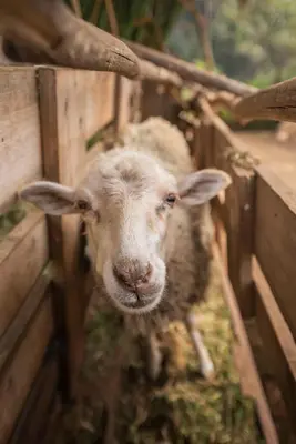 a sheep is looking through a wooden fence at Casas da Levada in Ponta do Pargo