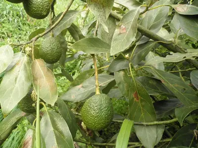 a bunch of avocado fruits hanging from a tree at Villa Luz - Family House Vacations- Large Private Outdoor Area in Santa Cruz
