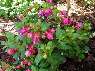 two red flowers on a bush with green leaves at Vila Calaça in Funchal