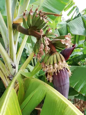 a bunch of bananas hanging from a banana tree at FX Pena in Funchal