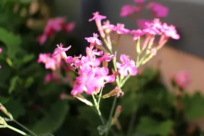 a bunch of pink flowers in a garden at FX Pena in Funchal