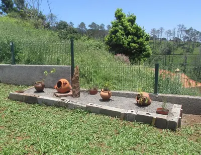 a cat sitting next to a group of potted plants at Casa Formiga in Fajã da Ovelha
